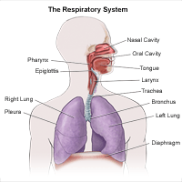 Click image to enlarge Respiratory system
